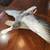 Taxidermy very well kept Goose and ducks 2 thumbnail