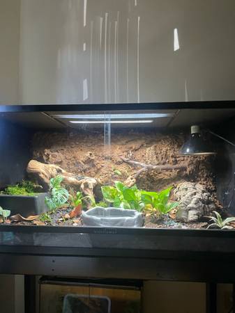 Rehoming ball python (Santa Rosa)64188536611969124