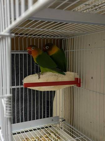 Lovebirds 1