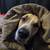 31M and Dog Seeking Room For Rent 2 thumbnail