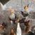 Chickens 2 thumbnail