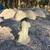Vintage Concrete Scalloped Edge Birdbath W/ Mushrooms Base 2 thumbnail