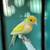 Male canary 2 thumbnail