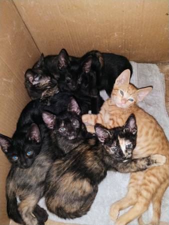 4 Month Juvenile kittens looking for new home 1