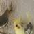 COCKATIEL COCKATIELS cinnamon BABY PIED LUTINO  pearl GRAY BIRD BIRDS 8 thumbnail
