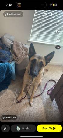 German Shepard 1