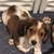 Dachshund 1 thumbnail