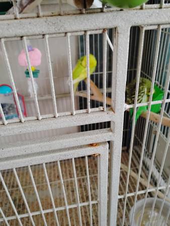 Rehoming parakeets (Bristol)63808856760835124