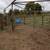 Cattle Handling System 1 thumbnail