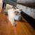 Himalayan cats 7 thumbnail