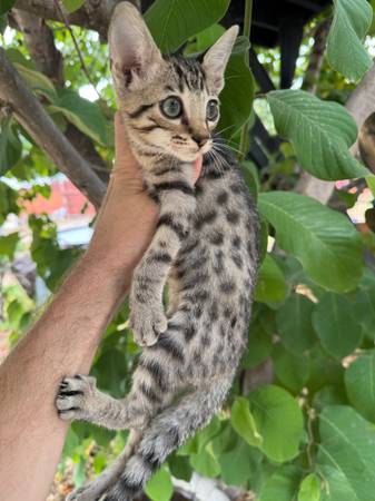 Gatitos Savannah (Carlsbad)63831052732801122