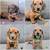 DaCHshund pups 1 thumbnail
