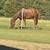 2024 grade filly! 2 thumbnail