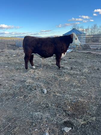 Grain Fed Beef Ready to Butcher 1