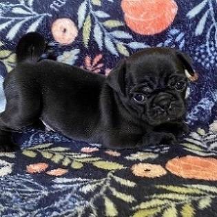 LUNA PUG cachorros63670591015171120