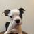 Rehoming Boston Terrier 2 thumbnail
