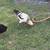 Easter Egger roo 2 thumbnail