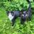 Farm cats 5 thumbnail