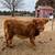 Scottish Highland Heifer 3 thumbnail