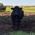 Grass Fed 2 thumbnail