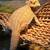 bearded dragon 2 thumbnail