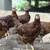 Ameraucanas * Easter Olive Eggers * Rhode Island Reds * Pullets Chicken Layers 1 thumbnail