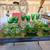 Green Depression Glass 2 thumbnail