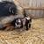 Kune Kune Piglets 18 thumbnail