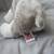 WEBKINZ GANZ PLUSH CHEEKTOWAGA SCHNAUZER "NO CODE" 6 thumbnail