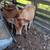 Steer 4 thumbnail