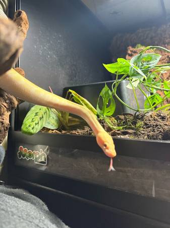 Rehoming ball python (Santa Rosa)64188536611969122