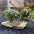 Bucephalandra Brownie Live Aquatic Plant, Aquarium Plant Cutting 1 thumbnail