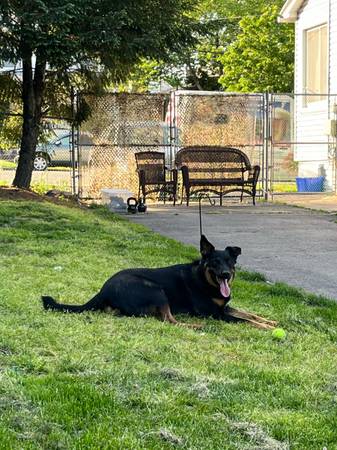 Macho de 3 años, mestizo de Pastor Alemán, Cattle Dog y Doberman (Parlin)63624616105475121