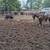 Super broke gelding 12 thumbnail