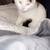 calico cat 1 thumbnail