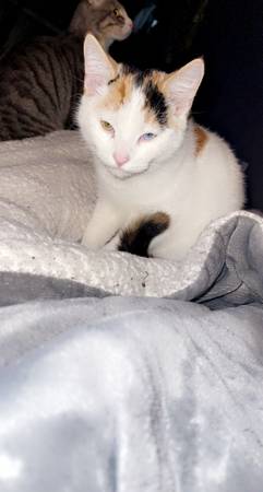 calico cat 1
