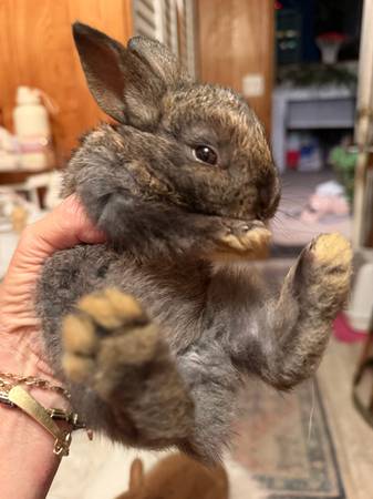 Holland lop babies (Los Angeles)
