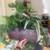 Plant 2 thumbnail