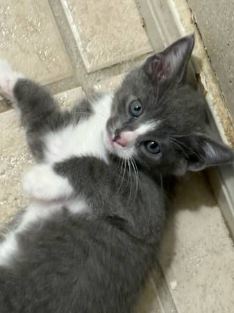 Kittens in Palmdale (Palmdale)63913719211779122
