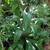Agaves-various types and sizes-Variegated, Blue, Blue-Green and Aloes 6 thumbnail