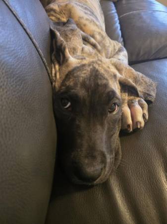 American/European Great Dane Pup633821907745311210