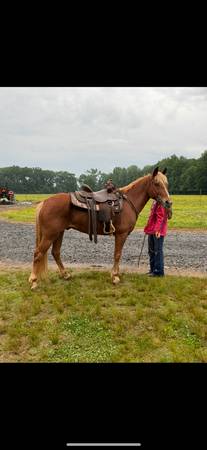 Gentle Riding Gelding 1