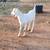 Nubian/Saanen cross buck kids 2 thumbnail
