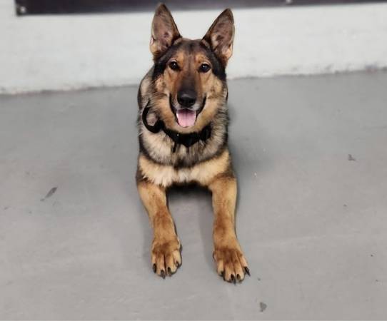 German Shepherd 1
