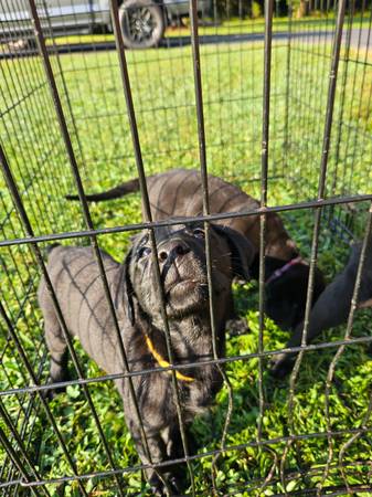 Lab Puppies (Spartanburg/Cowpens)63661423912963124