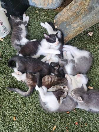 Farm K!ttens (Rio Linda)63848769427585123