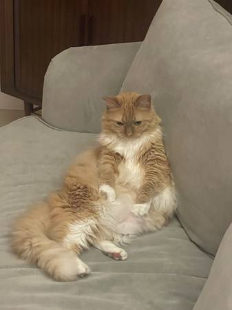 Beautiful Tabby Cat (Re-home Needed) (Jacksonville)63682051575809123