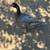 Muscovy ducks 2 thumbnail