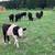 Heifer 2 thumbnail