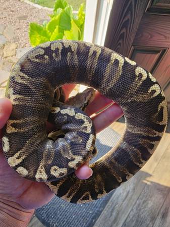 Ball python (Pendleton)63839344571393120
